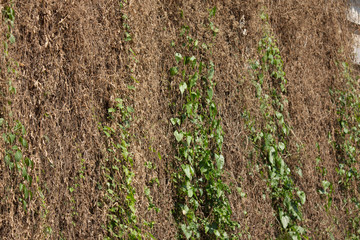 Dry Grass on Old cement wall