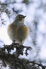 Red flanked bluetail