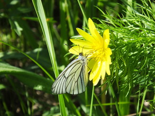 White butterfly sits on summer field flowers