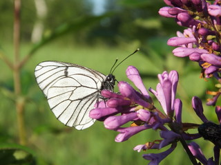 White butterfly sits on summer field flowers