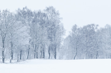 WINTER - Field and wayside trees covered with snow