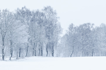 Obraz na płótnie Canvas WINTER - Field and wayside trees covered with snow