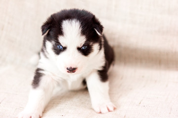 Fototapeta premium Cute siberian husky puppy sitting on sofa at home