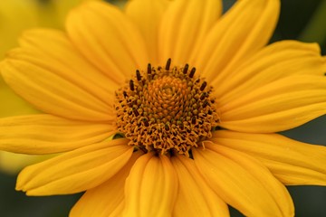 bright, yellow flowers in the sunny afternoon in the garden