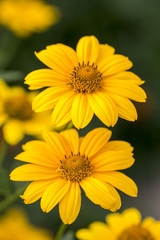 bright, yellow flowers in the sunny afternoon in the garden
