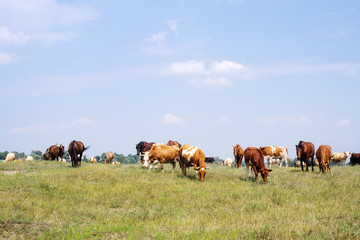 Fototapeta na wymiar Herd of cows and horses are grazed on a meadow in summer sunny day