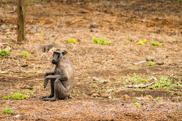 Sick and hairless baboon sitting in the savannah of Amboseli Park in Kenya