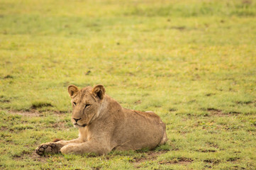 Fototapeta na wymiar Young lion hidden in the scrub of Amboseli Park in North West Kenya
