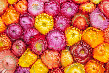 Straw flower or Everlasting flower