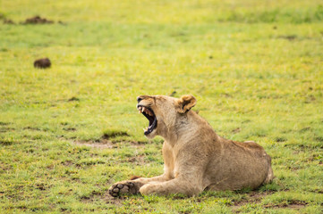 Fototapeta na wymiar Lion lying in the grass gaggling mouth wide open in the savannah of Amboseli Park in Kenya