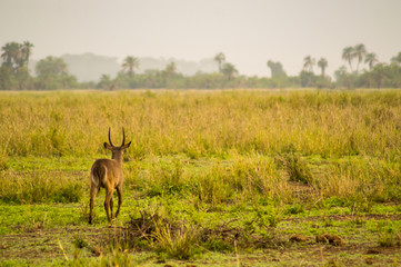 Waterbucks in the Amboseli Savannah a park in northwestern Kenya