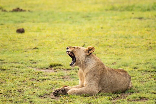 Lion lying in the grass gaggling mouth wide open in the savannah of Amboseli Park in Kenya