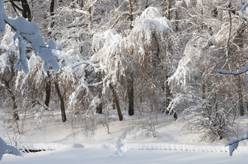 Winter landscape with a pond