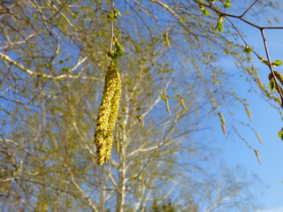 New birch catkins on tree