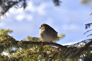 small urban sparrow sits on a spruce branch against the background of a spring sky