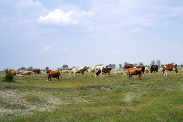 Naklejka na ściany i meble Herd of cows and horses are grazed on a meadow in summer sunny day