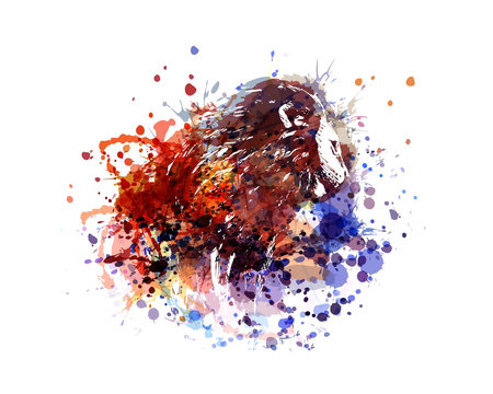 vector color illustration lion