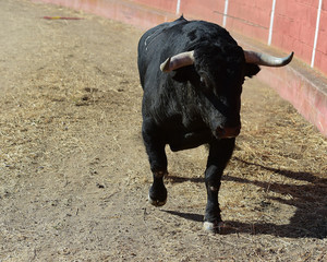 bull in spain