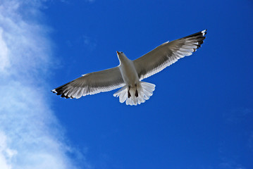 Чайка в голубом небе