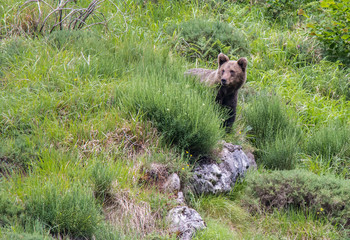 brown bear in Asturian lands, descending the mountain in search of food