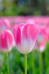 Obraz premium Pink Tulip