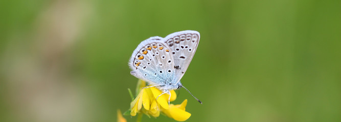 Bläuling auf Hornkleeblüte
