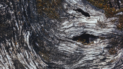 detail of olive tree bark