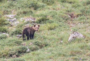 Fototapeta premium brown bear in Asturian lands, descending the mountain in search of food