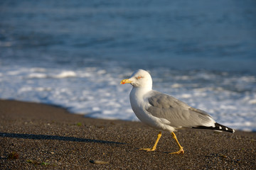 Seagull is walking on sand-pebble beach along splash.
