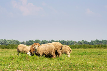 Herd of rams are grazed on a meadow in summer sunny day