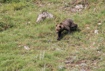 brown bear in Asturian lands, descending the mountain in search of food