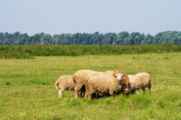 Herd of rams are grazed on a meadow in summer sunny day
