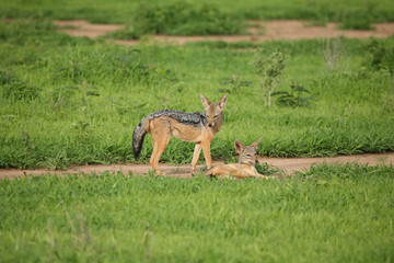 Jackal wild dangerous mammal africa savannah Kenya
