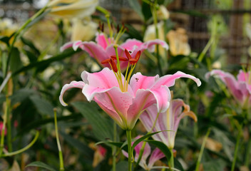 Fototapeta premium pink lily flower in the garden