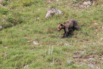 brown bear in Asturian lands, descending the mountain in search of food