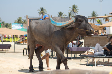 Obraz premium cow walking on the sand on Colva beach in South Goa.