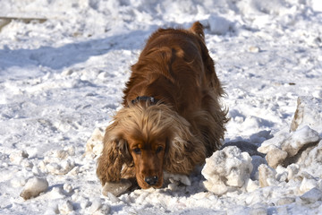 red shaggy dog of the breed English cocker spaniel sniffs the spring snow on the walnut