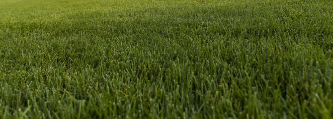 Green grass in the field