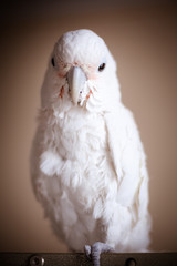 Goffin's Cockatoo Portrait