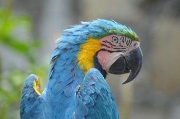 Macaw