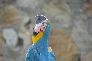 Macaw Bird