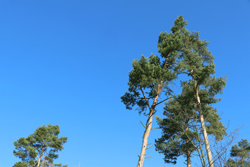 Pine in front of blue sky without clouds