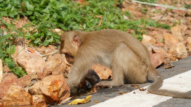 Funny monkey washes brick in the water