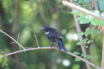 Red Winged Black Bird