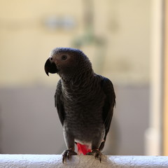 African grey 