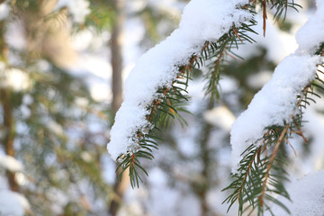branch of a fir with ice and snow