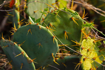 Opuntia cactus plants