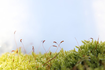 close-up moss with snow with space for text