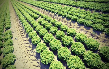 green lettuce in the summer on the fertile sandy soil with vintage effect