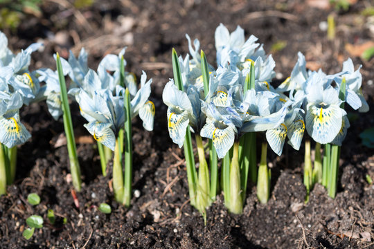 Flowers blue irises blossom in spring
